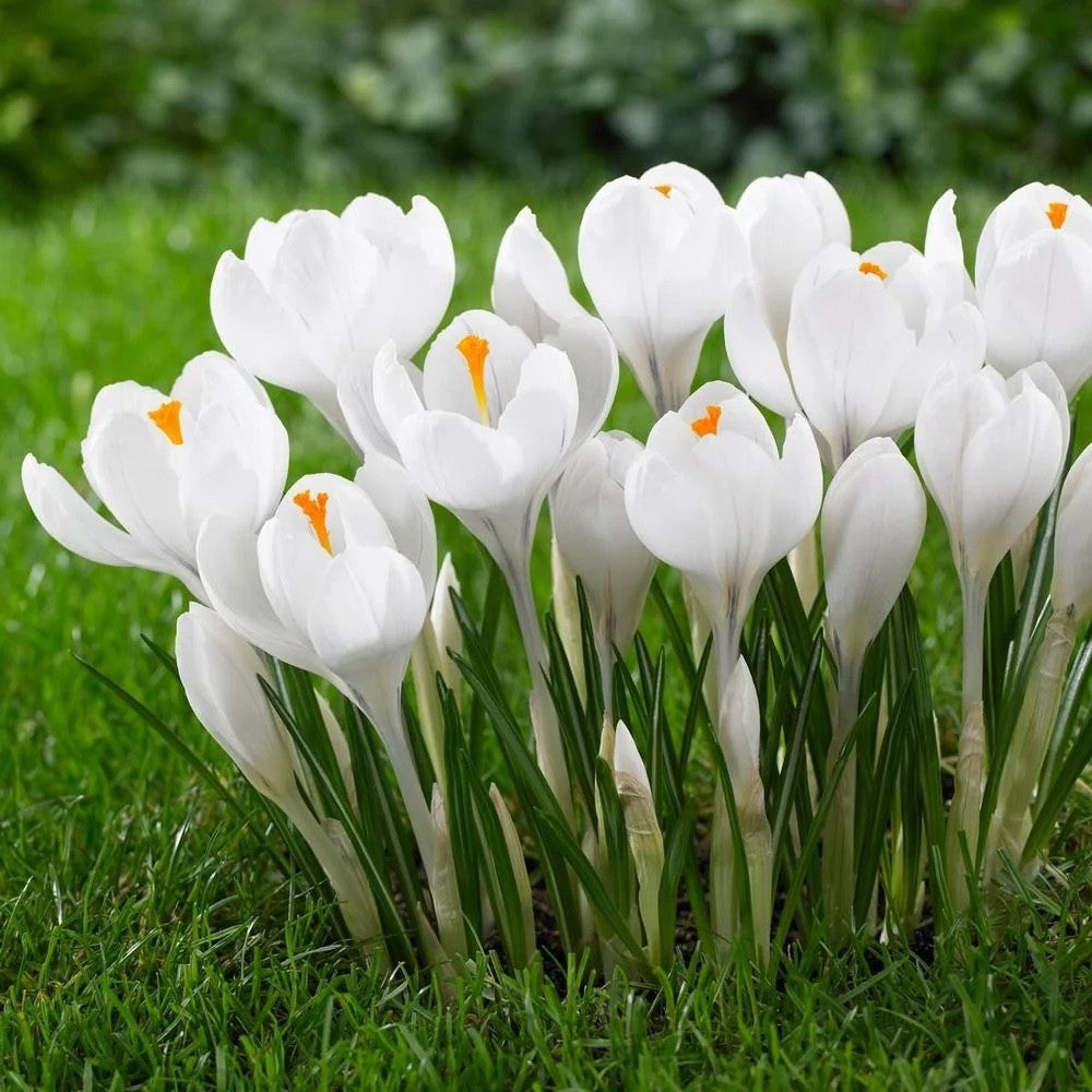15x Crocus Jeanne D'Arc Bulbs 8/9cm White Spring Flowering Garden Bulbs