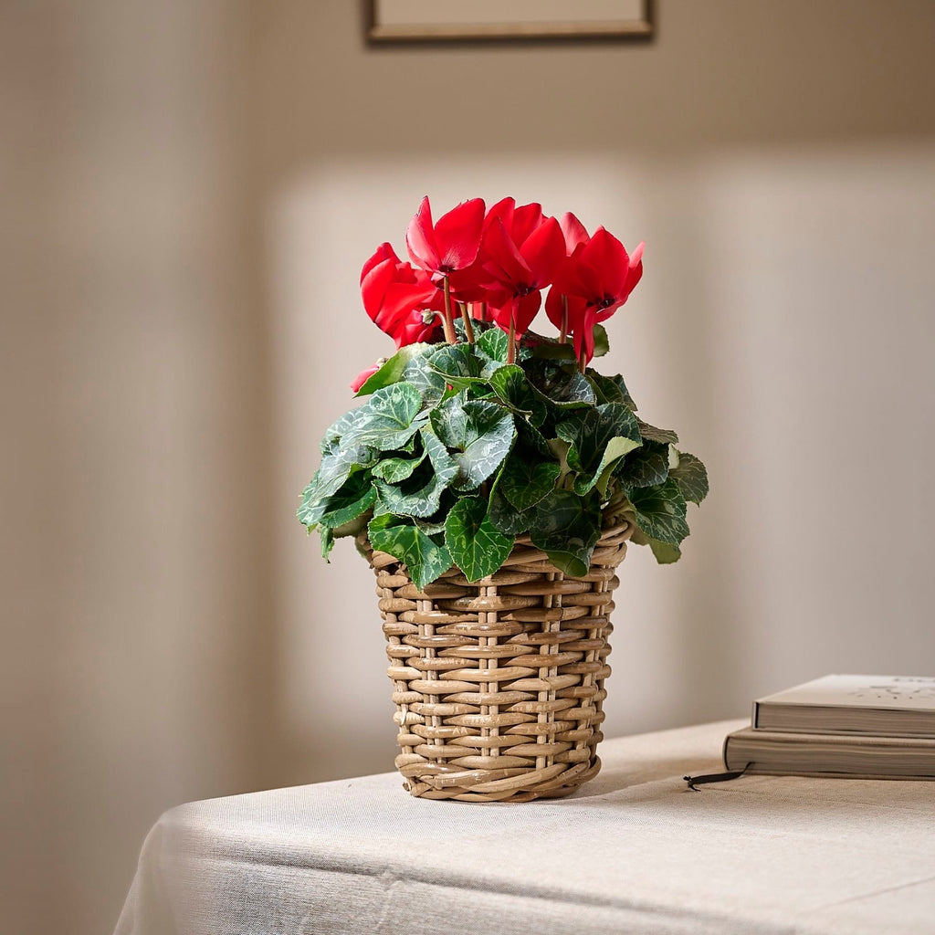 2x Cyclamen Festive Red Plants 10.5cm Pots Autumn Winter Flowering