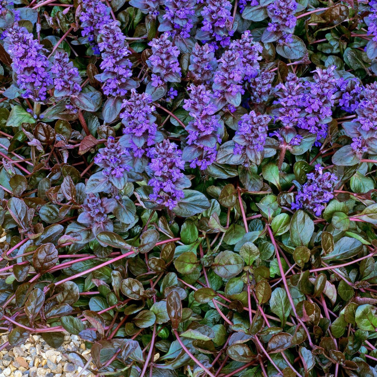 2x Ajuga Braunherz Plants 9cm Pots Hardy Ground Cover Blue Flowers Perennial