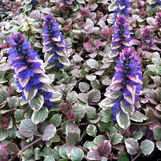 2x Ajuga Burgundy Glow Plants 9cm Pots Hardy Evergreen Ground Cover Perennial