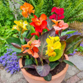 9 x Canna Dwarf Mix Bulbs - Lily Tropicanna Yellow, Red and Peachy colours