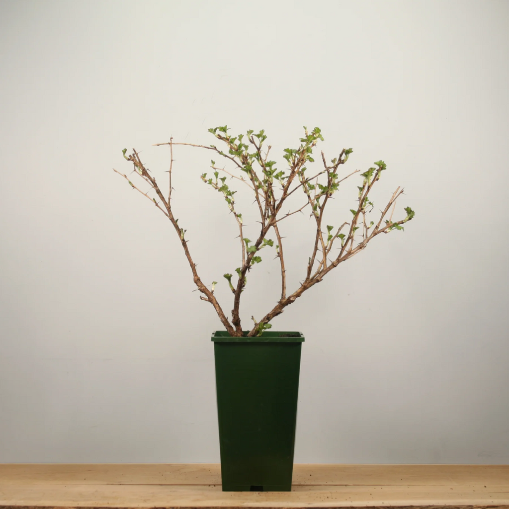 Gooseberry 'Hinnonmaki Green' - Large Ribes ready to fruit in Summer 3ltr pot