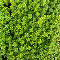 2x Thyme Archers Gold Plants 9cm Pots Golden Aromatic Hardy Herb