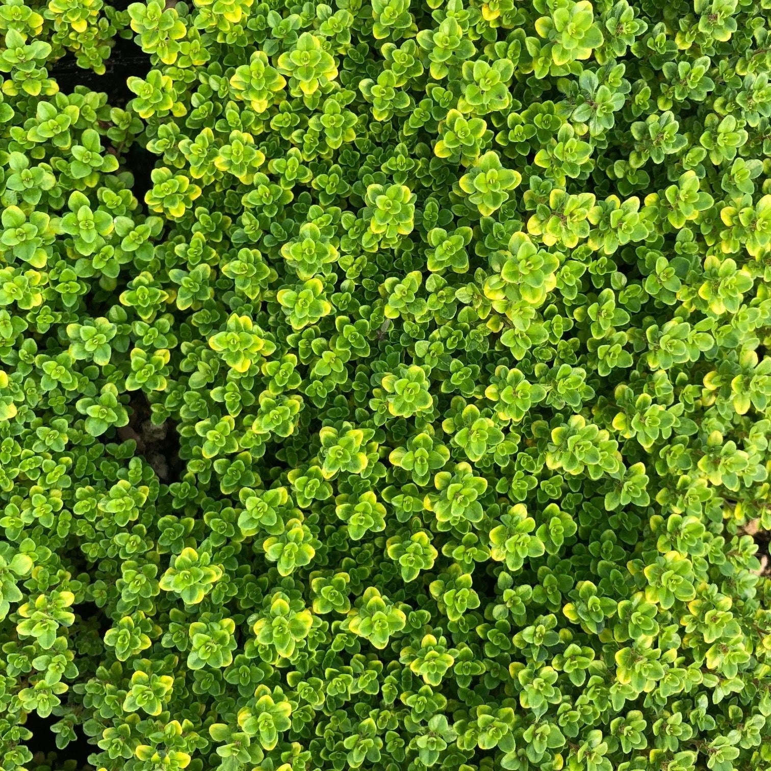2x Thyme Archers Gold Plants 9cm Pots Golden Aromatic Hardy Herb