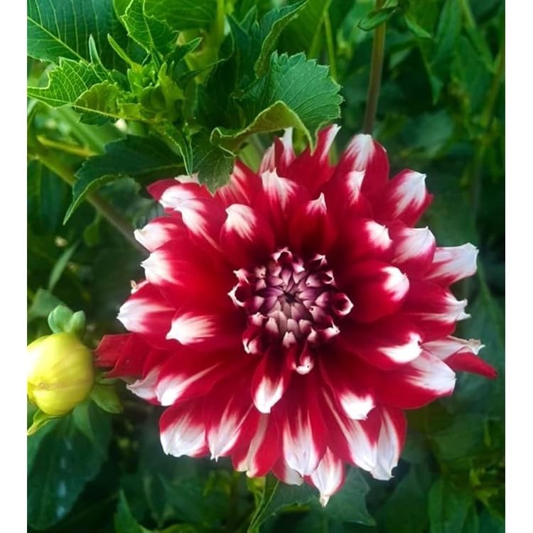 4 x Dahlia Red Empire Bulbs - Superb in Borders or Bouquets Garden Perennial