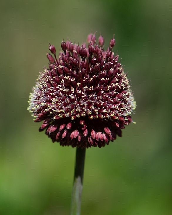 3x Allium Red Mohican Bulbs 10cm+ Ornamental Flowering Garden Perennial
