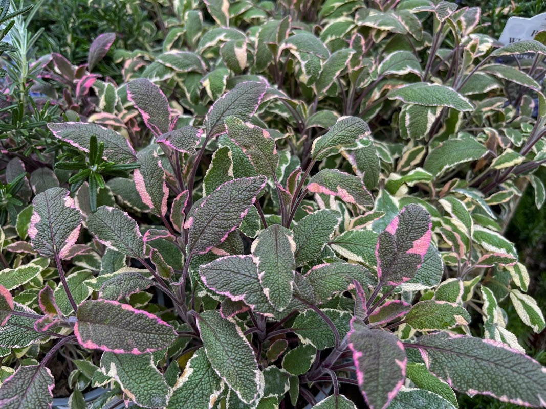 2 Beautiful Tricolour Sage 9cm Plants Pink Cream & Green Aromatic Foliage