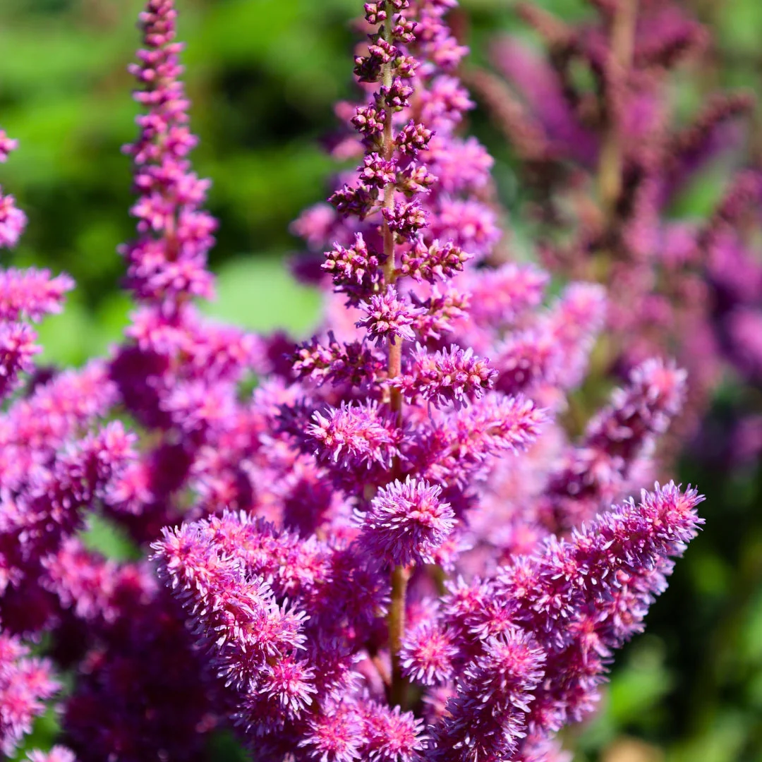 4 x Astilbe Violet Bulbs - Elegant Plumes Perfect for Shaded Areas