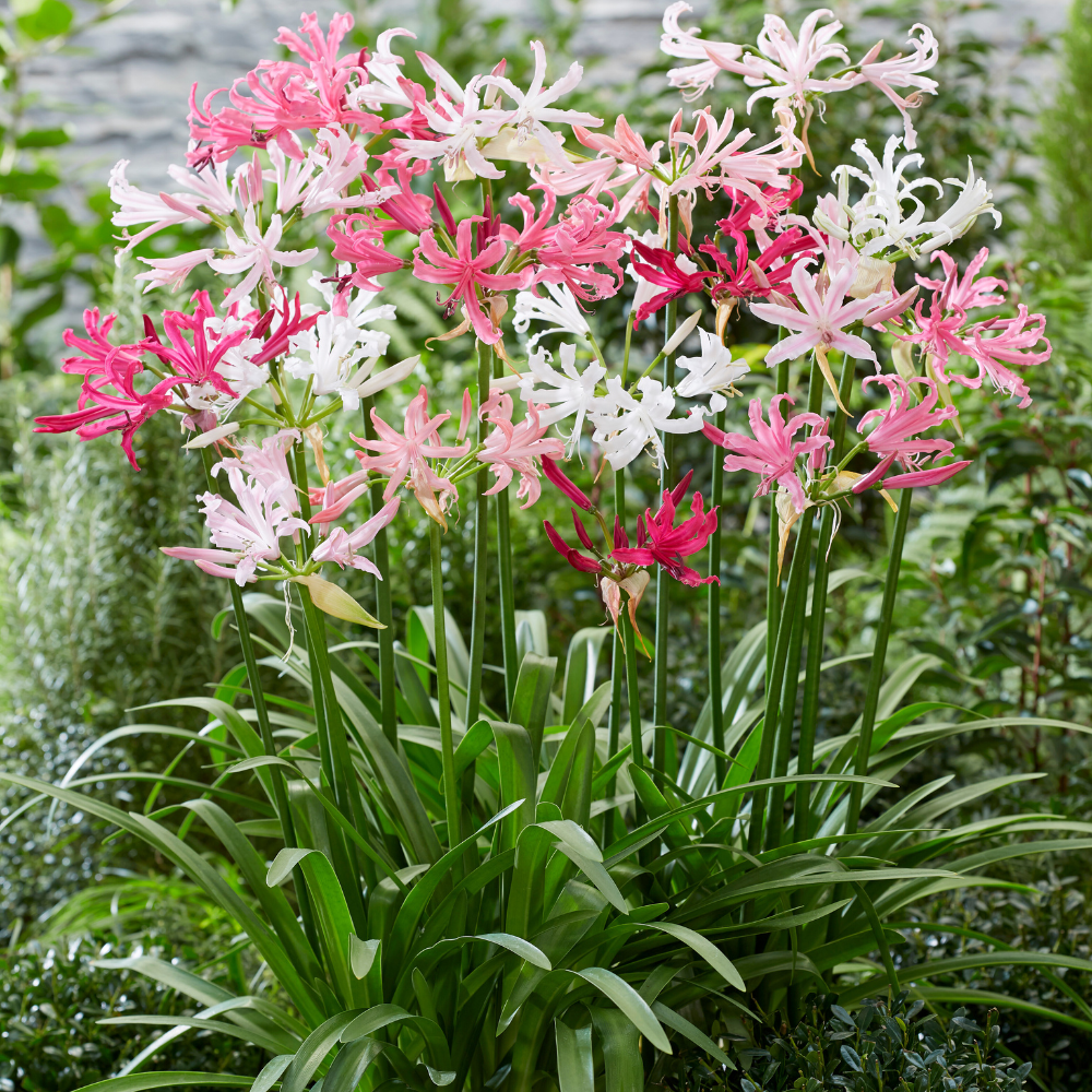 4 x Nerine Pink and White Bulbs - Perfect for Autumn Borders