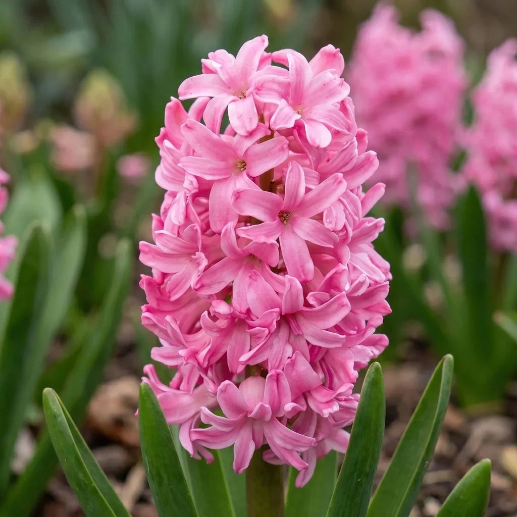 5x Prepared Hyacinth Pink Pearl 16/17cm Indoor Bulbs Christmas Pre-Order