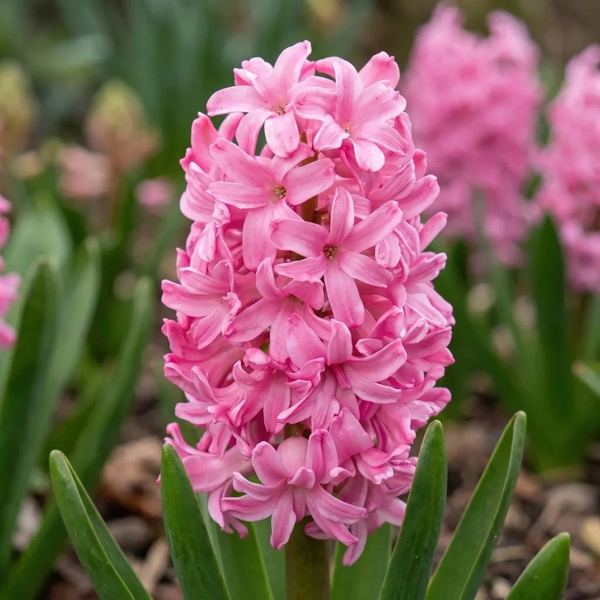 5x Prepared Hyacinth Pink Pearl 16/17cm Indoor Bulbs Christmas Pre-Order
