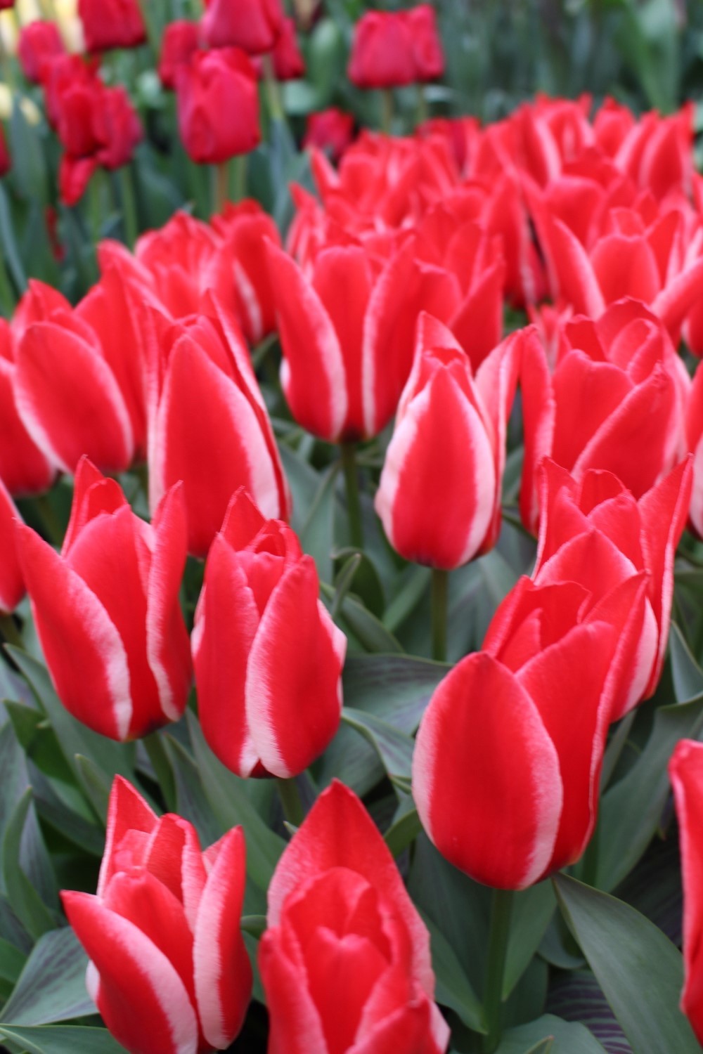 15x Dwarf Tulip Pinocchio 10/11cm Bulbs Autumn Planting Pre-Order