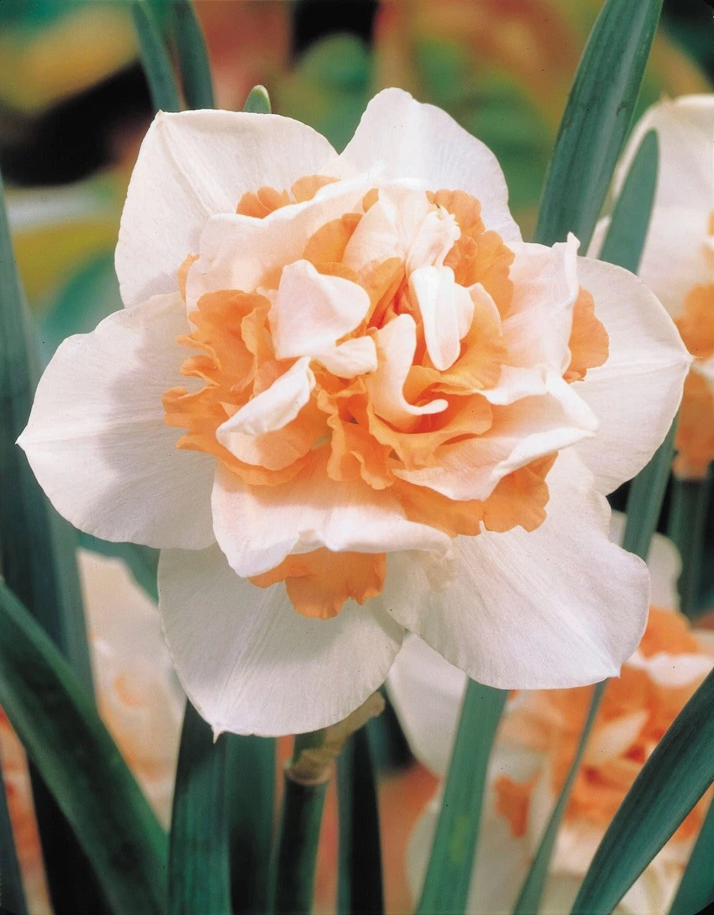 15x Daffodil Delnashaugh Bulbs Double White Pink Spring Narcissus Flowers