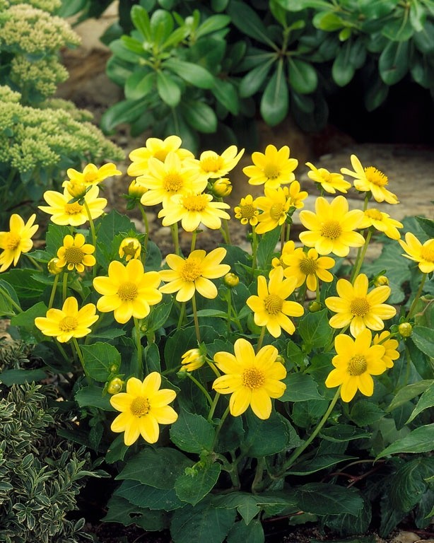 Dahlia Mignon Yellow 1.5L Pot Bee Friendly Garden Plant