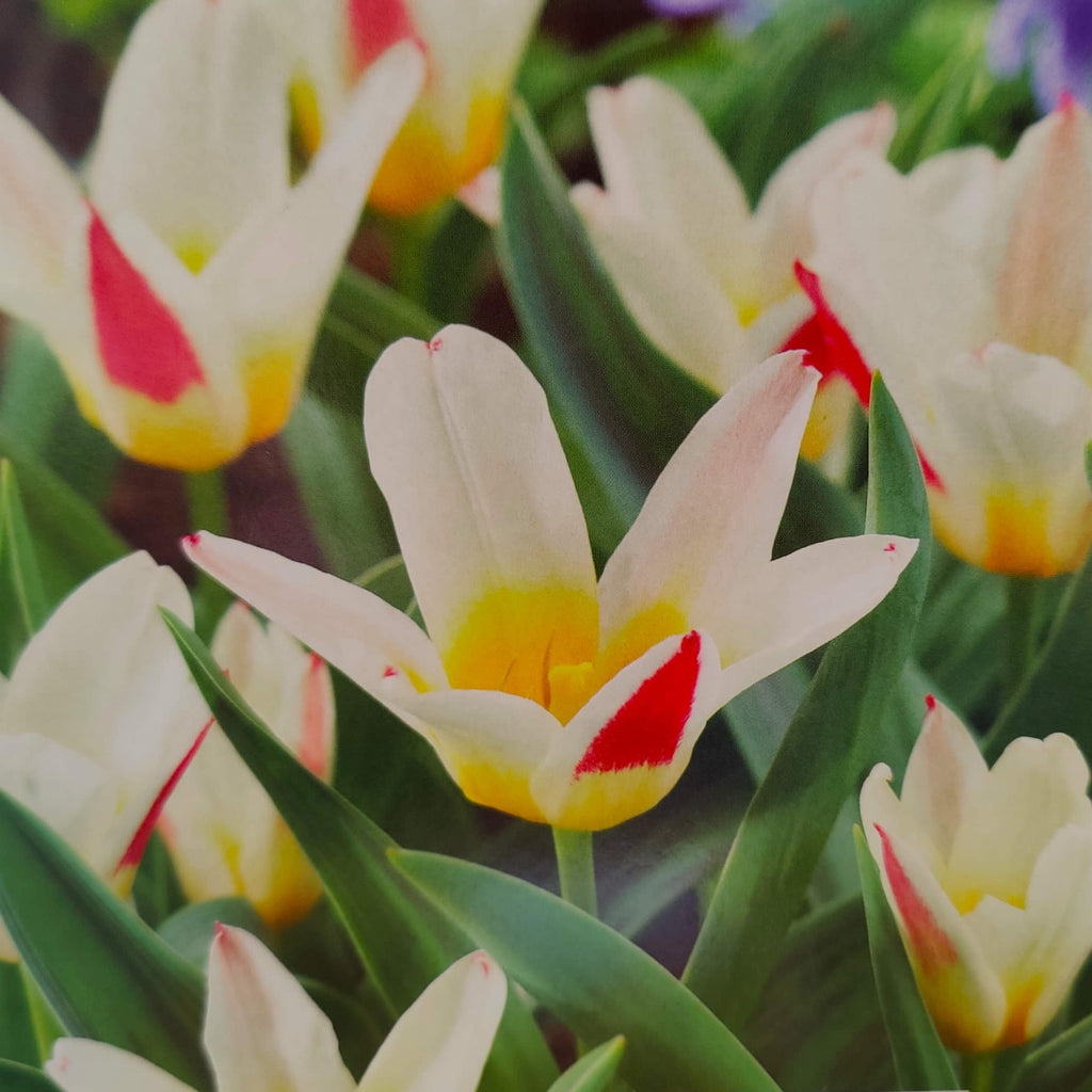 15x Dwarf Tulip Johann Strauss 10/11cm Bulbs Autumn Planting Pre-Order
