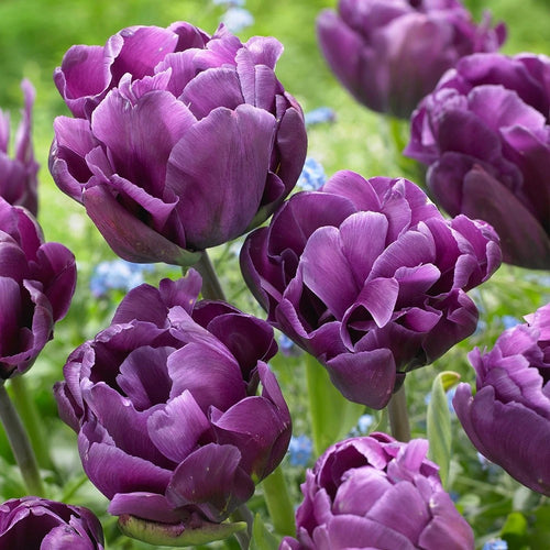 10x Tulip Alicante Bulbs 10/11cm Double Red Peony Spring Flowering Tulips