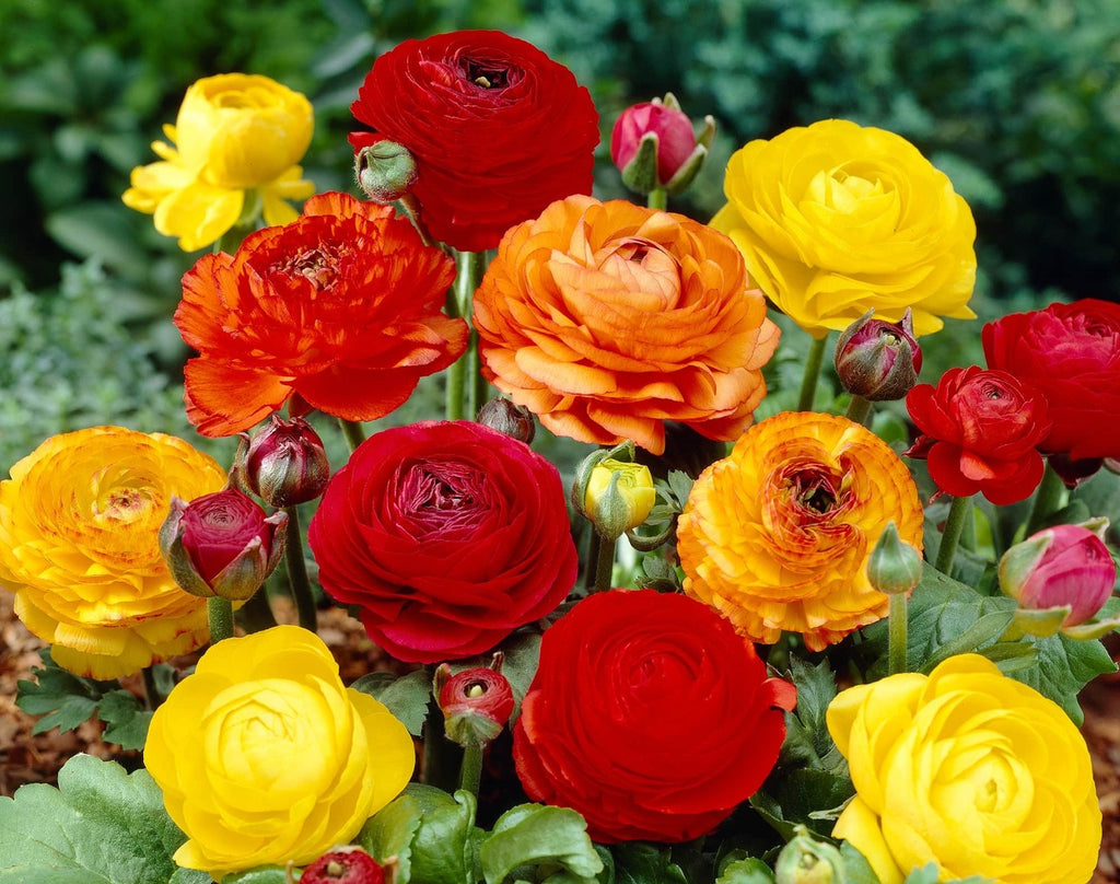 2 x Ranunculus Mixed Colours - Lucky Dip Colour Flower Garden Plant in 9cm pots
