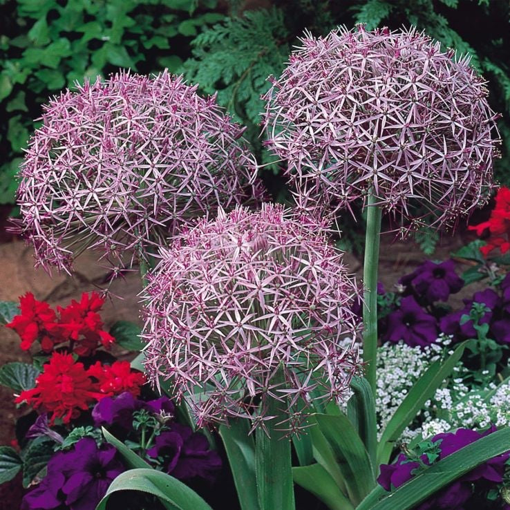 10x Allium Christophii Bulbs 14/16cm Star Flower Ornamental Garden Perennial