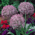 10x Allium Christophii Bulbs 14/16cm Star Flower Ornamental Garden Perennial
