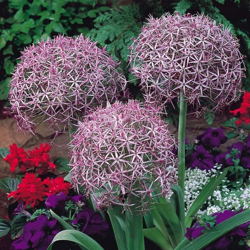 10x Allium Christophii Bulbs 14/16cm Star Flower Ornamental Garden Perennial