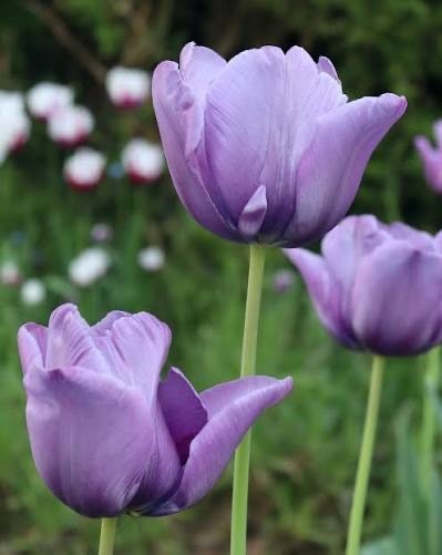 10x Tulip Blue Aimable Bulbs 10/11cm Lilac Purple Spring Flowering Tulips