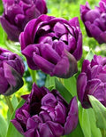 10x Tulip Alicante Bulbs 10/11cm Double Red Peony Spring Flowering Tulips