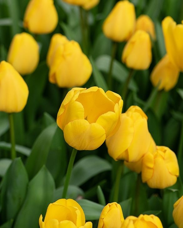 10x Tulip Golden Apeldoorn Bulbs 10/11cm Yellow Spring Flowering Tulips