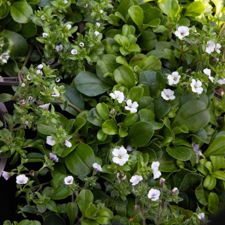 3x Gypsophila cerastoides Plants Baby's Breath Perennial 10.5cm Pots