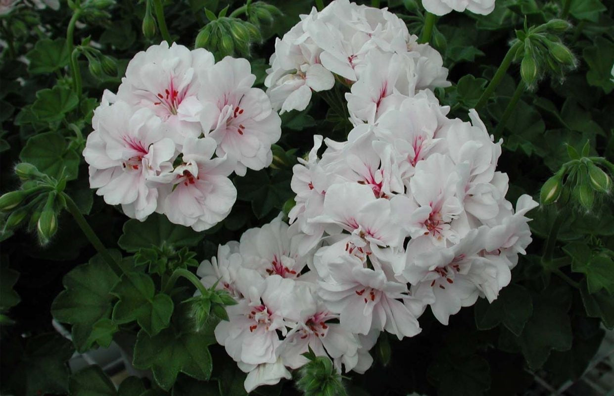 2 x Geranium Trailing Ivy Leaf ‘Blanche Roche’– Summer Plants in 10.5cm Pots