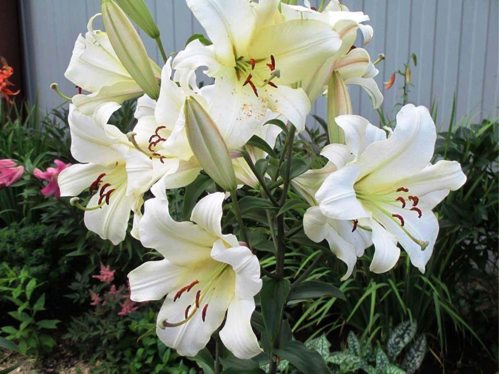 4 x Lily Pretty Woman Bulbs - Like a Tree Giant Lilies