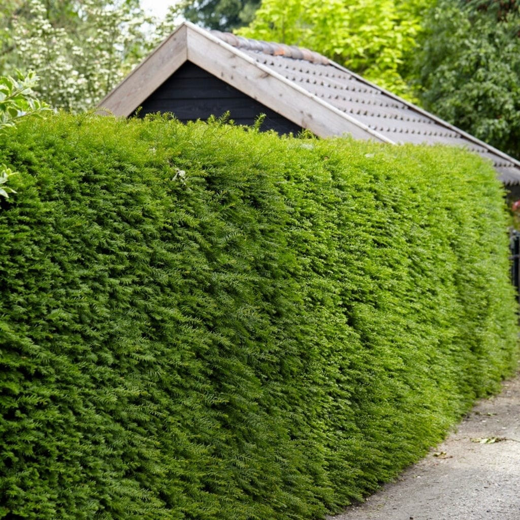 2x Taxus Baccata Yew Hedge Plants 9cm Pots Evergreen Garden
