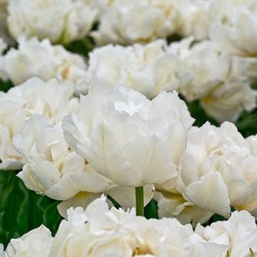 10x Double Early Tulip Schoonoord 10/11cm Bulbs Pre-Order Autumn Planting