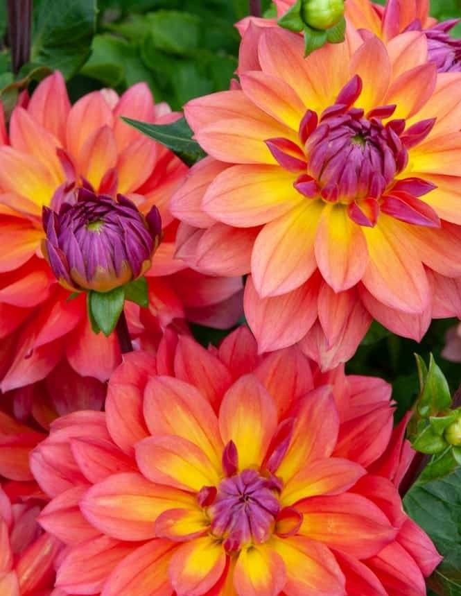 Dahlia Firepot Plant 2L Pot Striking Perennial Cut Flower Garden