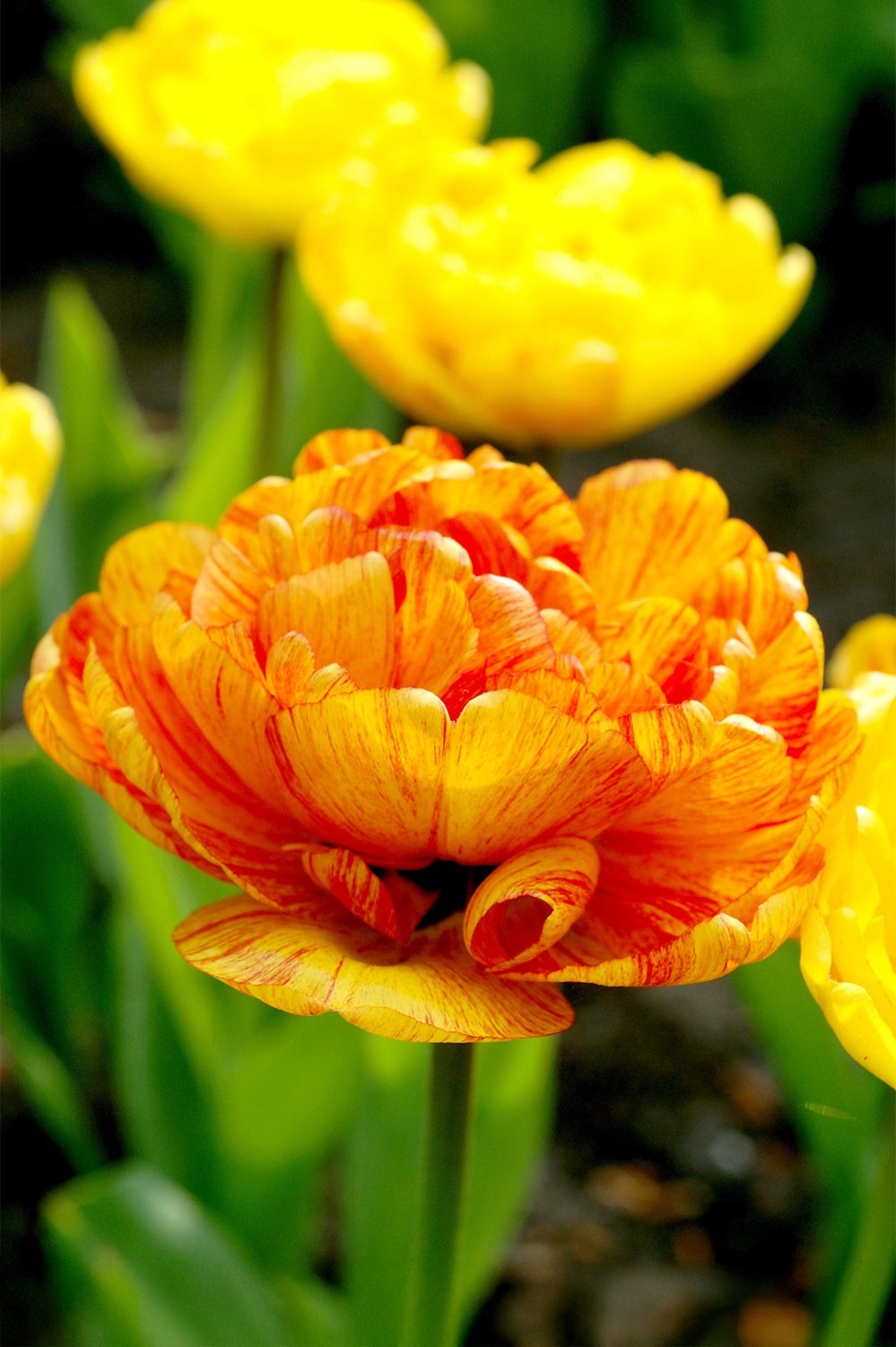10x Tulip Sun Lover Bulbs 10/11cm Double Orange Yellow Spring Flowers