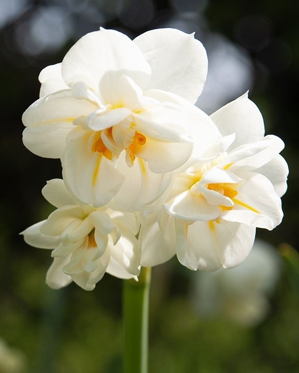 15x Daffodil Sir Winston Churchill Bulbs Double White Scented Narcissus