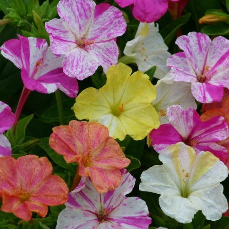 4 x Mirabilis Jalapa Mixed Bulbs - Marvel of Peru Colourful and Fragrant Blooms
