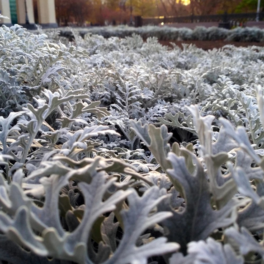 2x Cineraria Silver Dust Plants 9cm Pots Silver Foliage Border Bedding Plants