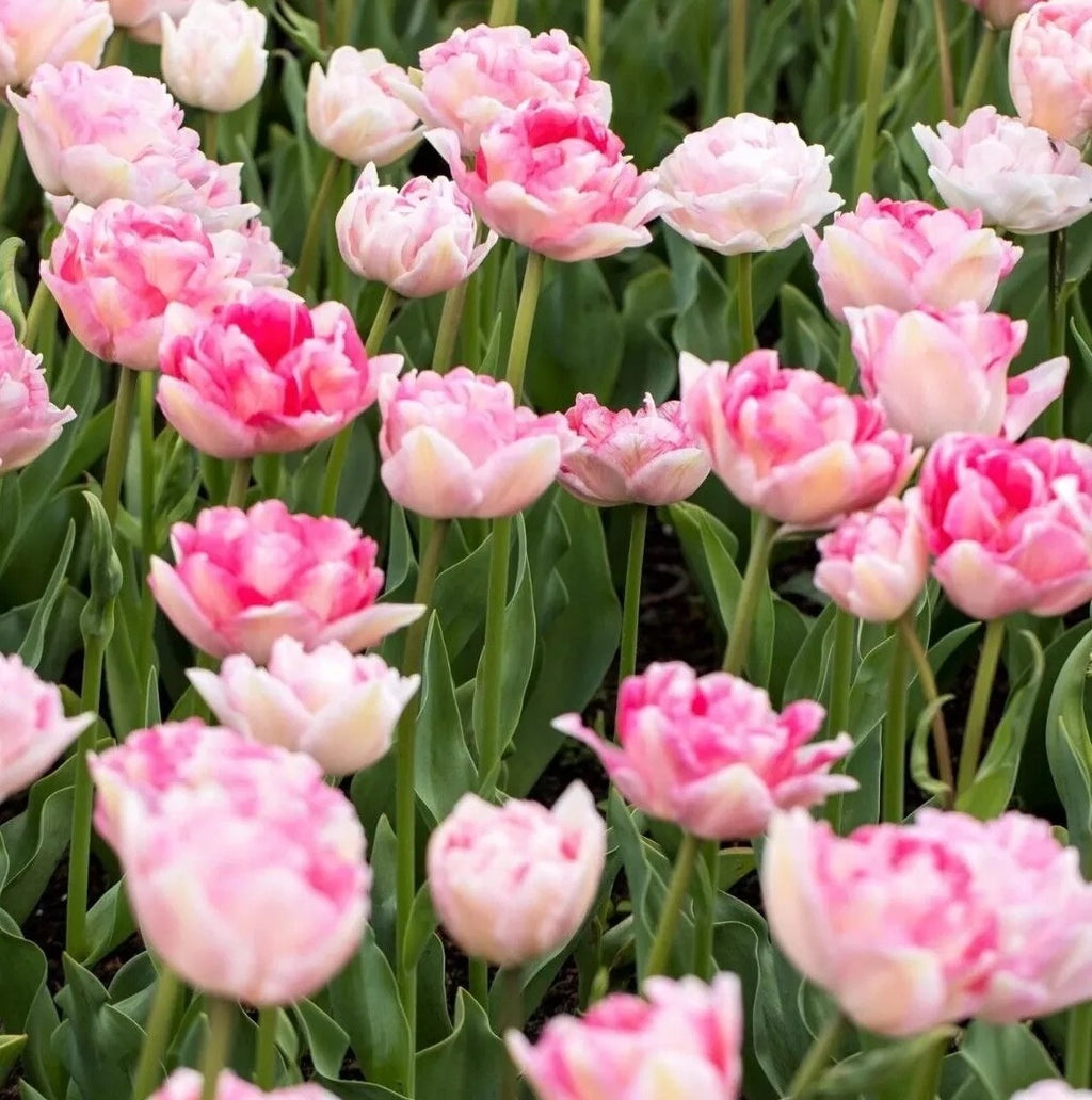 10x Tulip Angelique Bulbs 10/11cm Double Pink Peony Spring Flowering Tulips