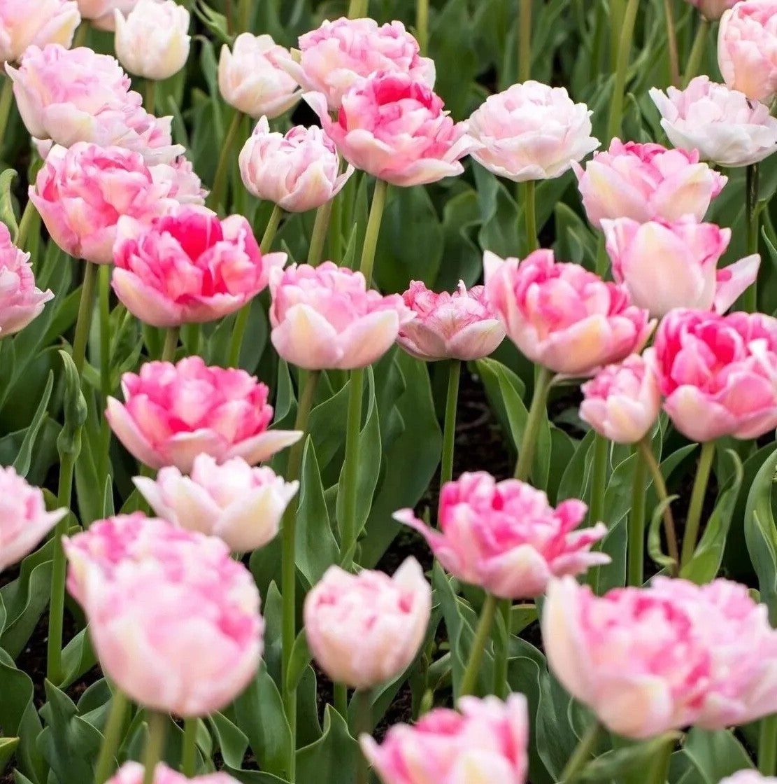 10x Tulip Angelique Bulbs 10/11cm Double Pink Peony Spring Flowering Tulips