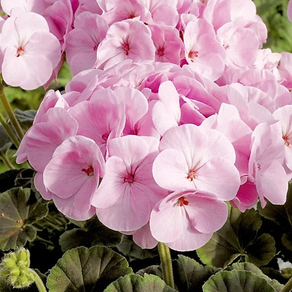 2x Geranium Benja Pink Plants 10.5cm Pots Summer Bedding Flowers