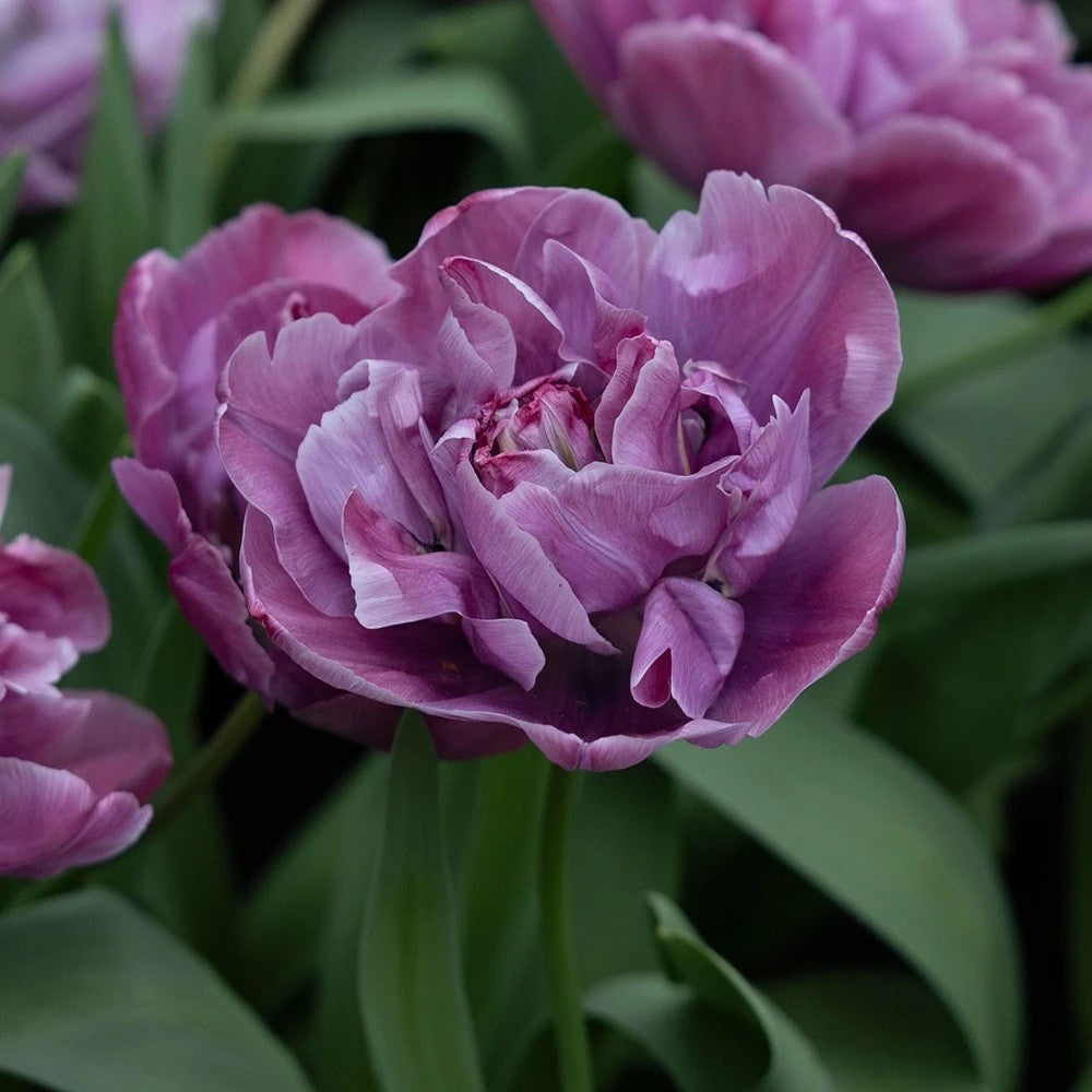 10x Double Early Tulip Blue Diamond 10/11cm Bulbs Pre-Order Autumn Planting