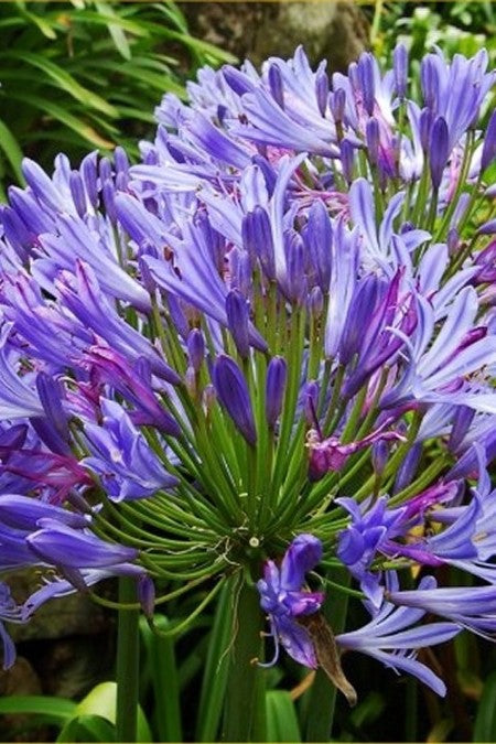 Agapanthus 'Charlotte' - Garden perennial plant in 1.5 Litre pot