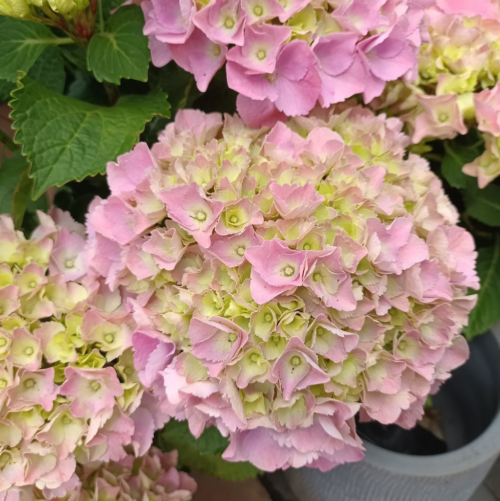 Hydrangea macrophylla 'Pink Ball' - Garden Shrub in 5 litre pot