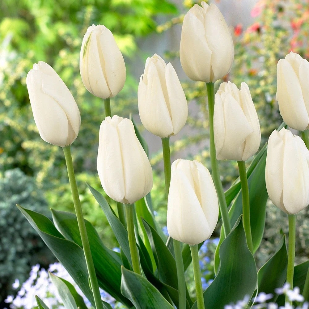 10x Tulip Hakuun Bulbs 10/11cm Large White Spring Flowering Garden Tulips