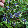 2 x Evergreen Blueberry plants 'Star' -  High Yielding, Healthy and Tasty in 9cm