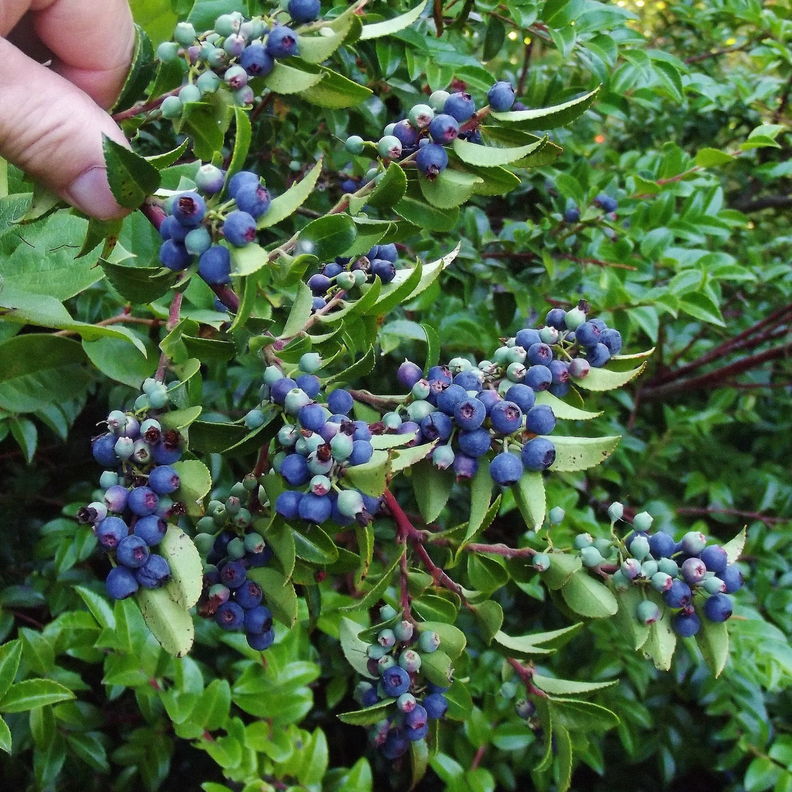 2 x Evergreen Blueberry plants 'Star' -  High Yielding, Healthy and Tasty in 9cm