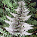 2 x Athyrium Niponicum Metallicum - Plant Fern Perennial 9cm potted
