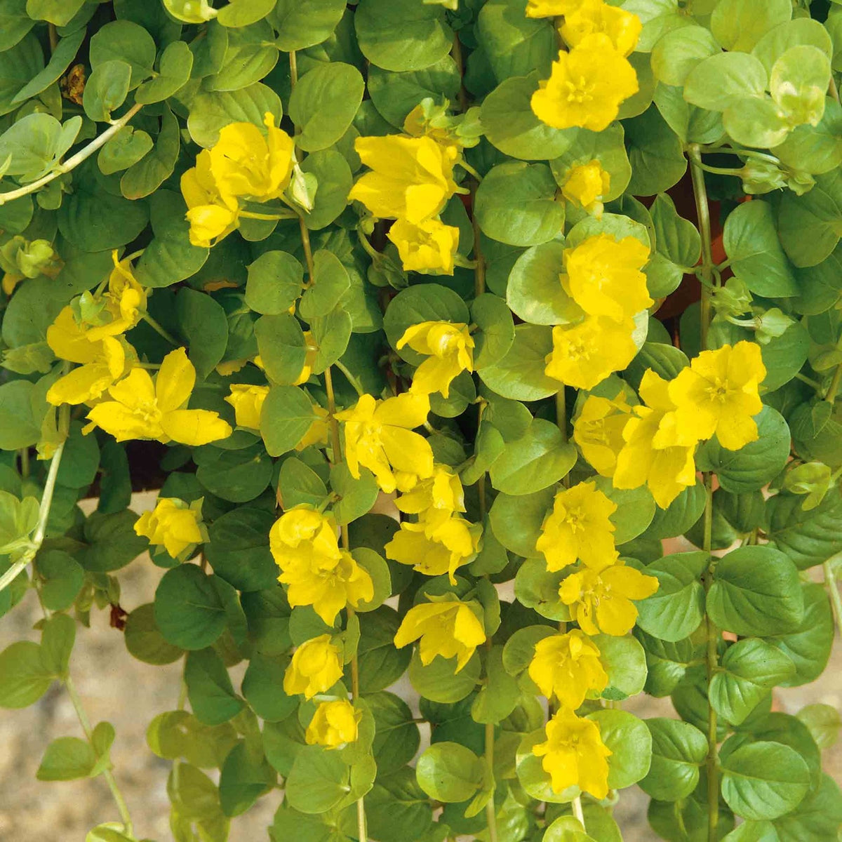 2x Lysimachia Goldilocks Plants 9cm Pots Golden Creeping Jenny Ground Cover