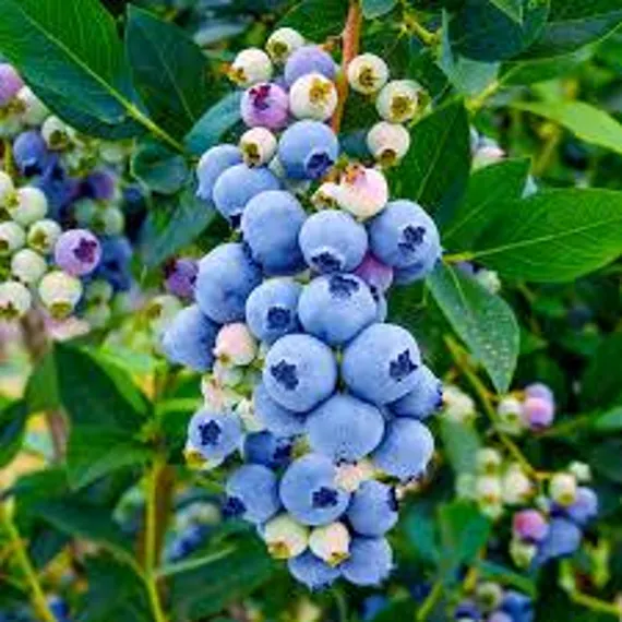 2 x Evergreen Blueberry plants 'Star' -  High Yielding, Healthy and Tasty in 9cm