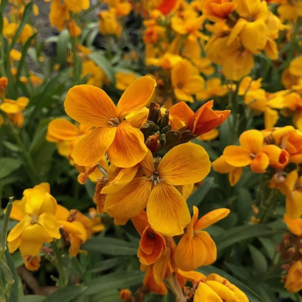 2x Wallflower Sugar Rush Orange Plants 9cm Pots Hardy Fragrant Flowers
